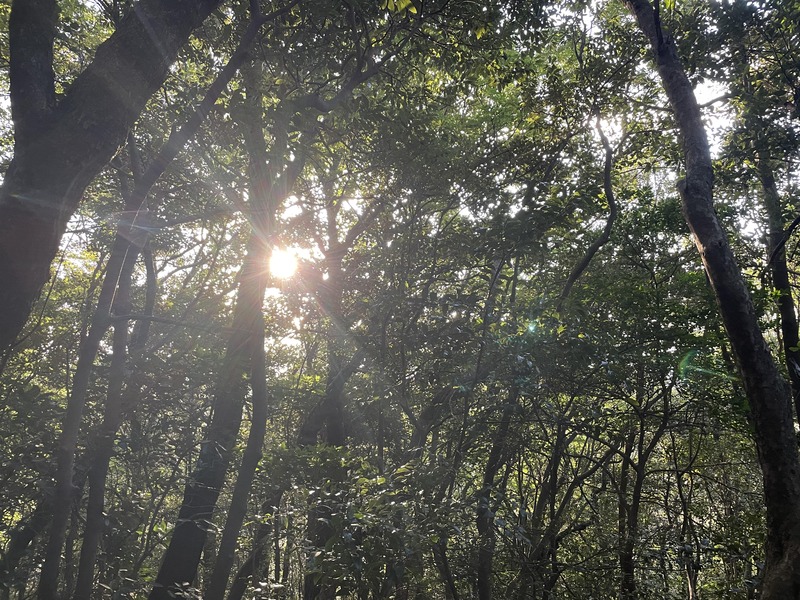 林間に見える太陽